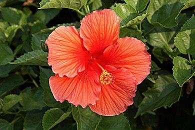 《漫威蜘蛛侠2》港服预购开启 普通版售价568港币